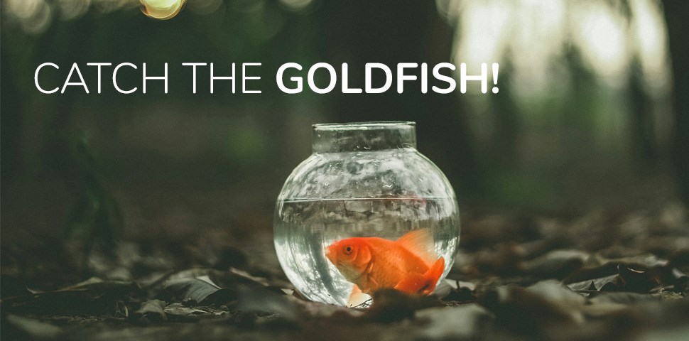 catch the goldfish